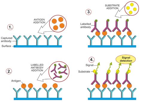 elisa test generation|elisa test wikipedia.